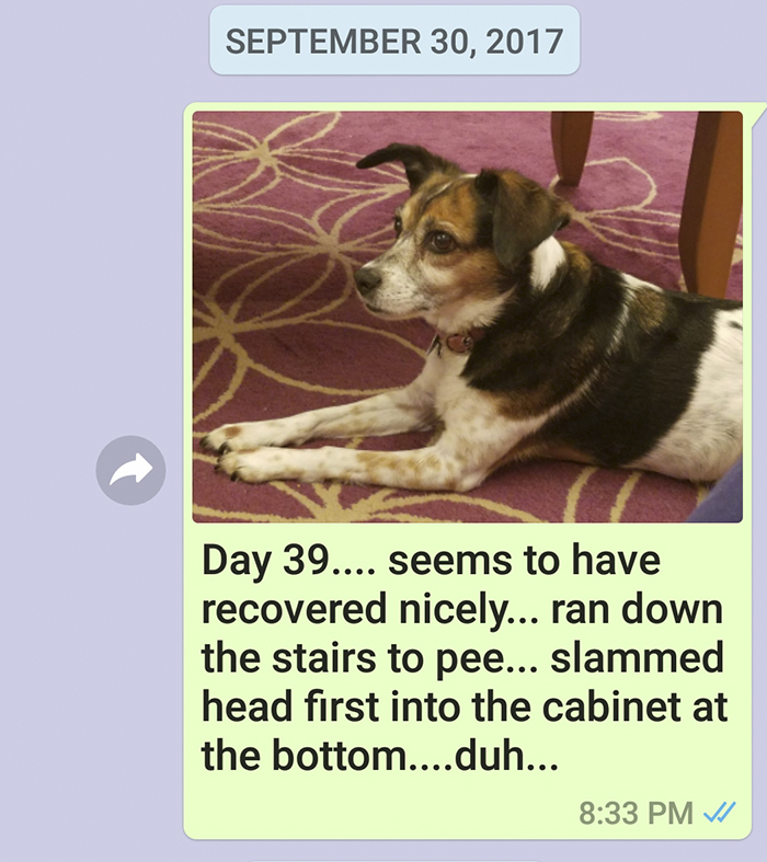 Mother Sends Her Son Pictures Of His Dog Everyday And The Reason Will Melt Your Heart Mother Sends Her Son Pictures Of His Dog Everyday And The Reason Will Melt Your Heart