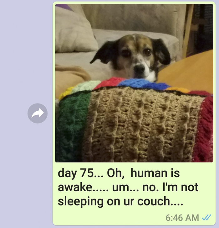 Mother Sends Her Son Pictures Of His Dog Everyday And The Reason Will Melt Your Heart