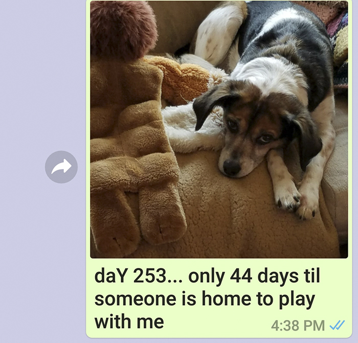 Mother Sends Her Son Pictures Of His Dog Everyday And The Reason Will Melt Your Heart Mother Sends Her Son Pictures Of His Dog Everyday And The Reason Will Melt Your Heart