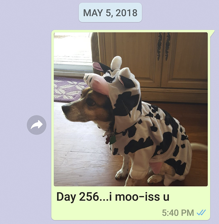 Mother Sends Her Son Pictures Of His Dog Everyday And The Reason Will Melt Your Heart