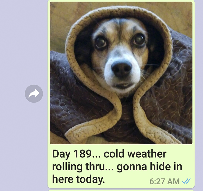 Mother Sends Her Son Pictures Of His Dog Everyday And The Reason Will Melt Your Heart