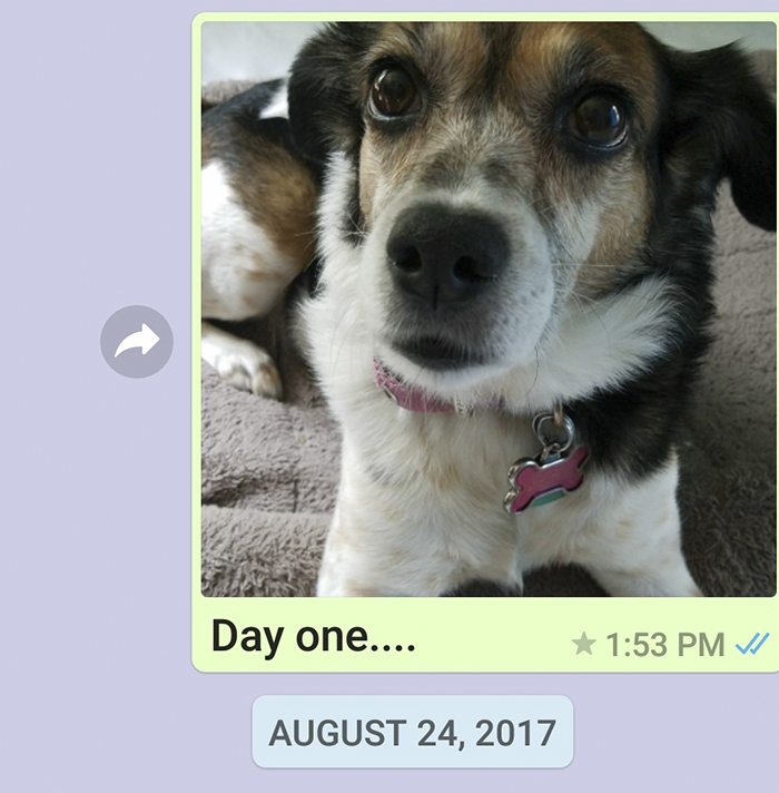 Mother Sends Her Son Pictures Of His Dog Everyday And The Reason Will Melt Your Heart