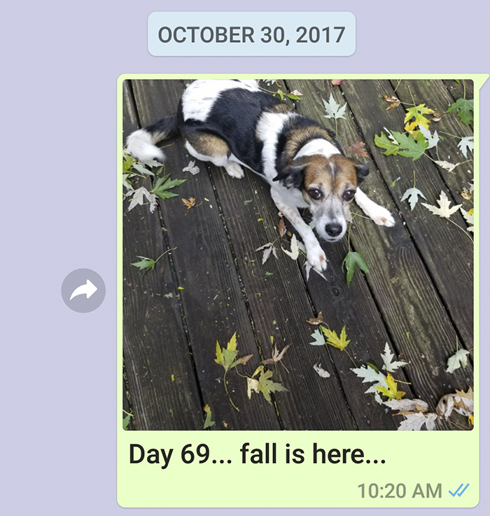 Mother Sends Her Son Pictures Of His Dog Everyday And The Reason Will Melt Your Heart