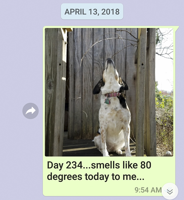 Mother Sends Her Son Pictures Of His Dog Everyday And The Reason Will Melt Your Heart Mother Sends Her Son Pictures Of His Dog Everyday And The Reason Will Melt Your Heart