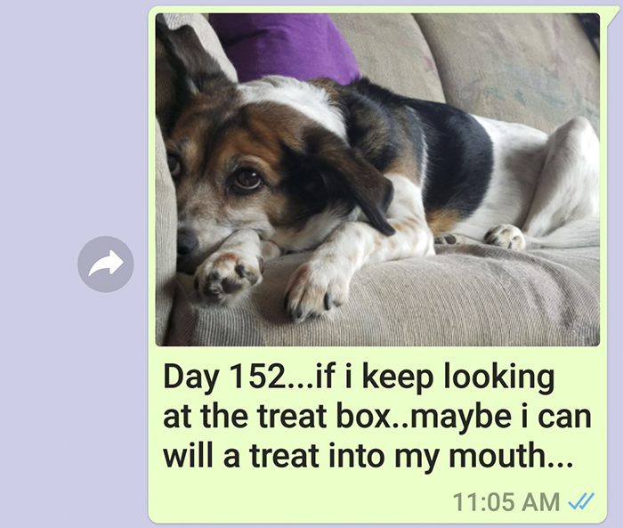 Mother Sends Her Son Pictures Of His Dog Everyday And The Reason Will Melt Your Heart Mother Sends Her Son Pictures Of His Dog Everyday And The Reason Will Melt Your Heart
