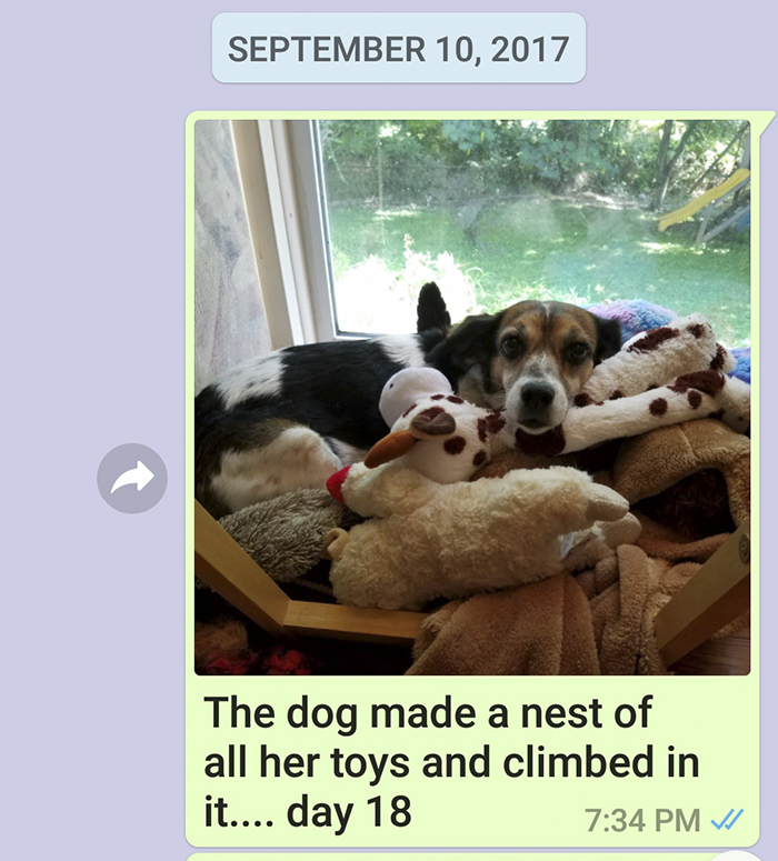 Mother Sends Her Son Pictures Of His Dog Everyday And The Reason Will Melt Your Heart Mother Sends Her Son Pictures Of His Dog Everyday And The Reason Will Melt Your Heart