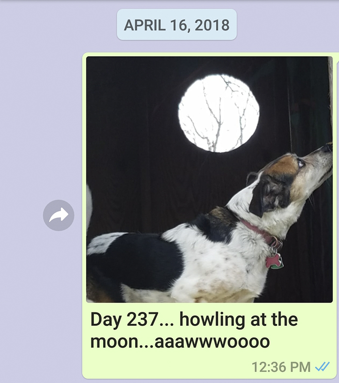 Mother Sends Her Son Pictures Of His Dog Everyday And The Reason Will Melt Your Heart