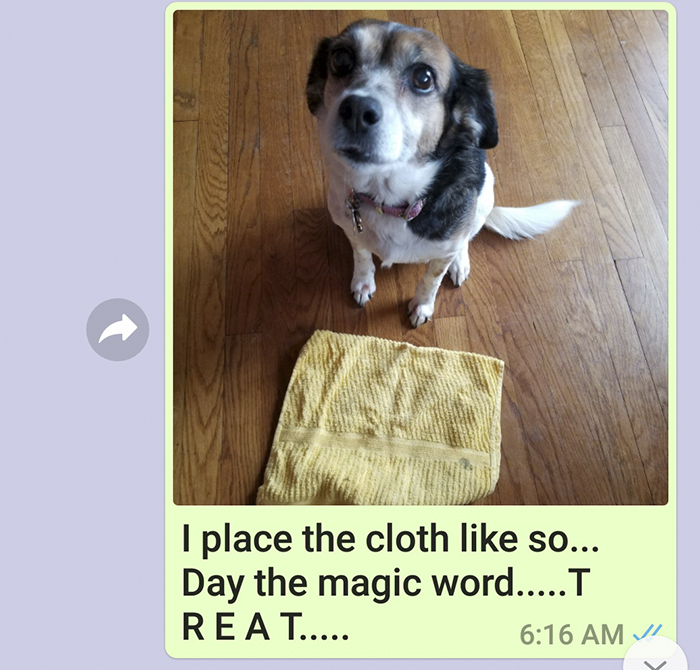 Mother Sends Her Son Pictures Of His Dog Everyday And The Reason Will Melt Your Heart