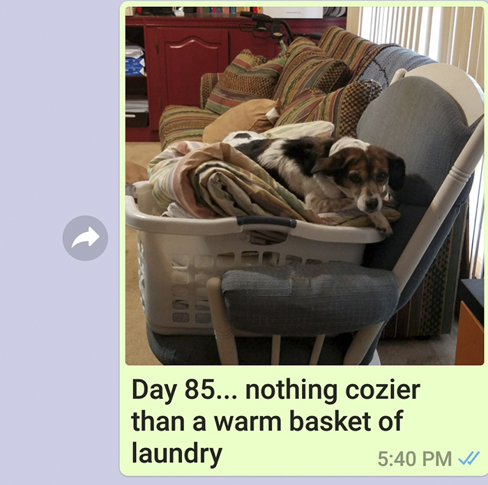 Mother Sends Her Son Pictures Of His Dog Everyday And The Reason Will Melt Your Heart Mother Sends Her Son Pictures Of His Dog Everyday And The Reason Will Melt Your Heart