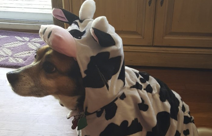 Mother Sends Her Son Pictures Of His Dog Everyday And The Reason Will Melt Your Heart