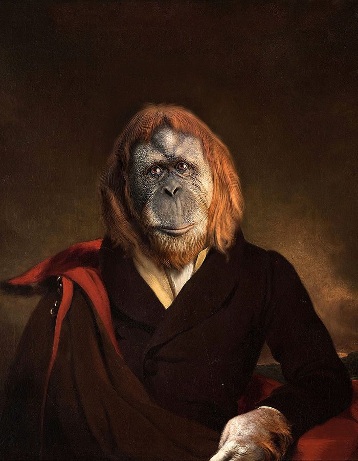 Marquess Orangutan