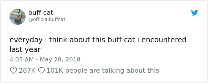 Insanely Muscular Cat Conquers The Internet And The Memes Are Hilarious Insanely Muscular Cat Conquers The Internet And The Memes Are Hilarious