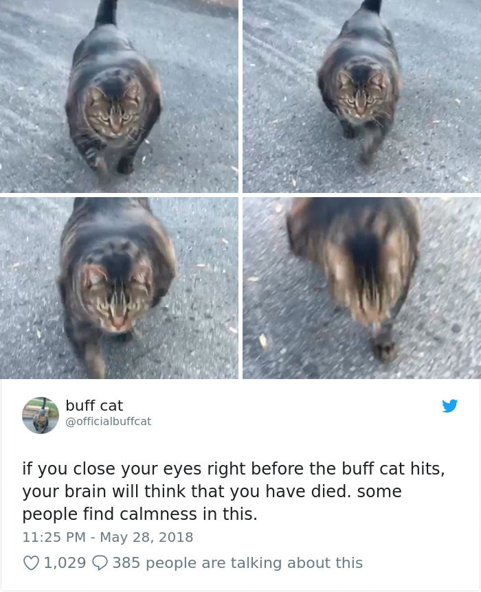 Insanely Muscular Cat Conquers The Internet And The Memes Are Hilarious