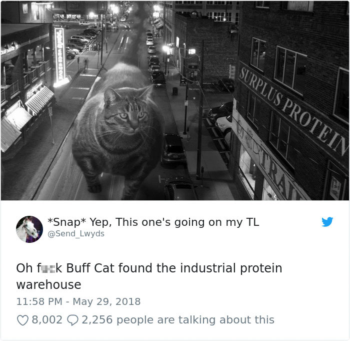 Insanely Muscular Cat Conquers The Internet And The Memes Are Hilarious