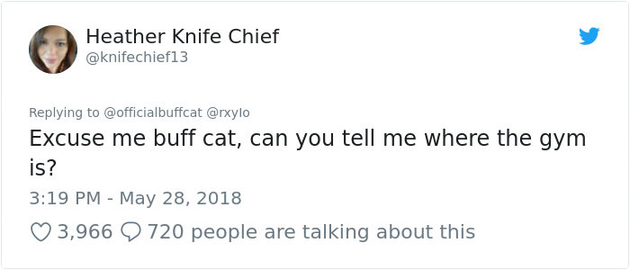 Insanely Muscular Cat Conquers The Internet And The Memes Are Hilarious Insanely Muscular Cat Conquers The Internet And The Memes Are Hilarious