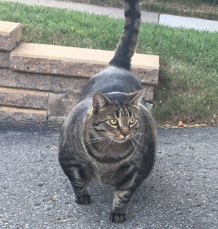 Este gato increíblemente musculoso conquista internet, y sus memes son divertidísimos