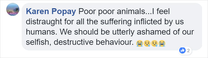 Lone Orangutan Fights Back In A Heartbreaking Video As Loggers Destroy His Home Lone Orangutan Fights Back In A Heartbreaking Video As Loggers Destroy His Home