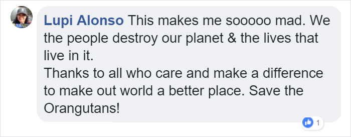 Lone Orangutan Fights Back In A Heartbreaking Video As Loggers Destroy His Home Lone Orangutan Fights Back In A Heartbreaking Video As Loggers Destroy His Home