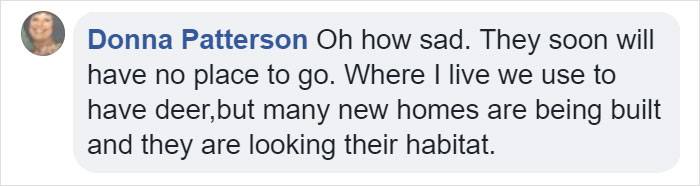 Lone Orangutan Fights Back In A Heartbreaking Video As Loggers Destroy His Home Lone Orangutan Fights Back In A Heartbreaking Video As Loggers Destroy His Home