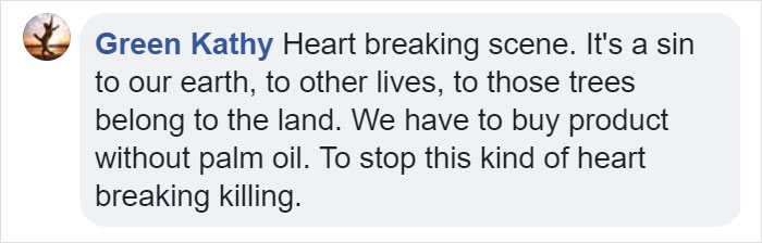 Lone Orangutan Fights Back In A Heartbreaking Video As Loggers Destroy His Home Lone Orangutan Fights Back In A Heartbreaking Video As Loggers Destroy His Home