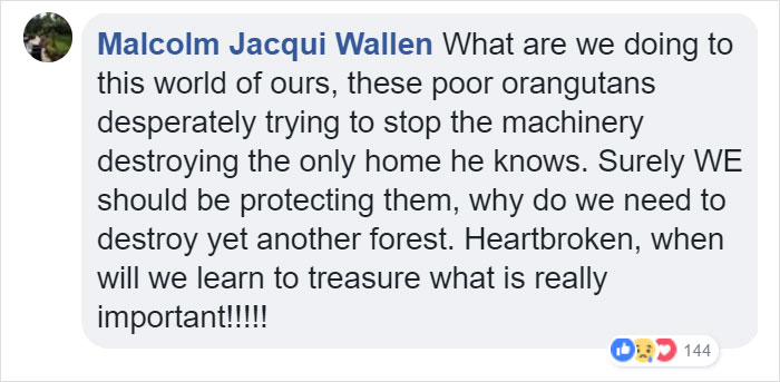 Lone Orangutan Fights Back In A Heartbreaking Video As Loggers Destroy His Home Lone Orangutan Fights Back In A Heartbreaking Video As Loggers Destroy His Home