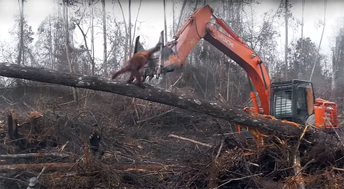 Lone Orangutan Fights Back In A Heartbreaking Video As Loggers Destroy His Home Lone Orangutan Fights Back In A Heartbreaking Video As Loggers Destroy His Home