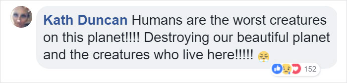 Lone Orangutan Fights Back In A Heartbreaking Video As Loggers Destroy His Home Lone Orangutan Fights Back In A Heartbreaking Video As Loggers Destroy His Home
