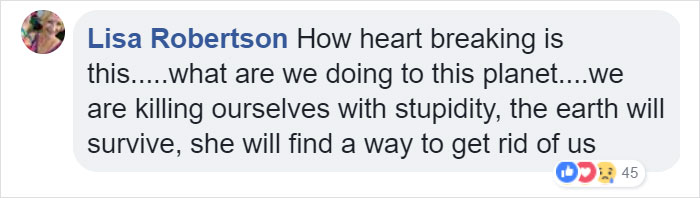 Lone Orangutan Fights Back In A Heartbreaking Video As Loggers Destroy His Home Lone Orangutan Fights Back In A Heartbreaking Video As Loggers Destroy His Home
