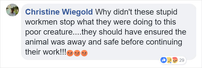 Lone Orangutan Fights Back In A Heartbreaking Video As Loggers Destroy His Home Lone Orangutan Fights Back In A Heartbreaking Video As Loggers Destroy His Home