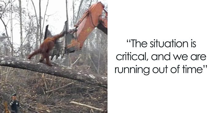 Lone Orangutan Fights Back In A Heartbreaking Video As Loggers Destroy His Home