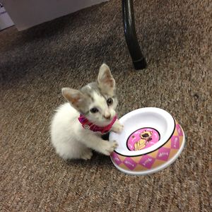 empressmcintosh avatar