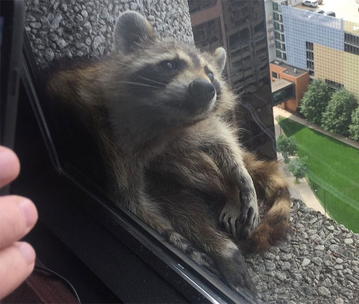 raccoon-skyscraper-mprraccoon-st-paul-minnesota-15 raccoon-skyscraper-mprraccoon-st-paul-minnesota-15