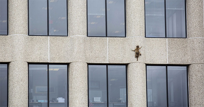 Internet Holds Its Breath As Raccoon Climbs A Skyscraper, And It Gets Scarier And Scarier With Every Pic