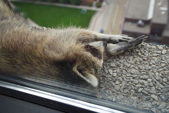 Internet Holds Its Breath As Raccoon Climbs A Skyscraper, And It Gets Scarier And Scarier With Every Pic Internet Holds Its Breath As Raccoon Climbs A Skyscraper, And It Gets Scarier And Scarier With Every Pic