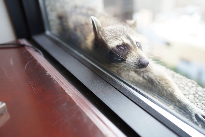 Internet Holds Its Breath As Raccoon Climbs A Skyscraper, And It Gets Scarier And Scarier With Every Pic Internet Holds Its Breath As Raccoon Climbs A Skyscraper, And It Gets Scarier And Scarier With Every Pic