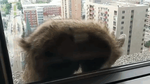 Internet Holds Its Breath As Raccoon Climbs A Skyscraper, And It Gets Scarier And Scarier With Every Pic