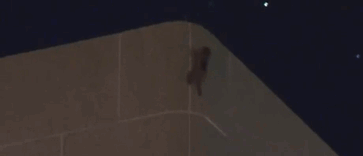 Internet Holds Its Breath As Raccoon Climbs A Skyscraper, And It Gets Scarier And Scarier With Every Pic