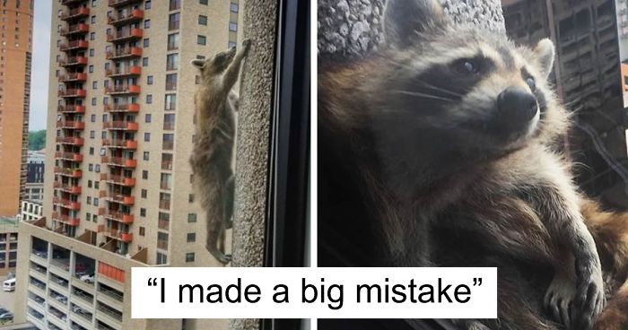 Internet Holds Its Breath As Raccoon Climbs A Skyscraper, And It Gets Scarier And Scarier With Every Pic