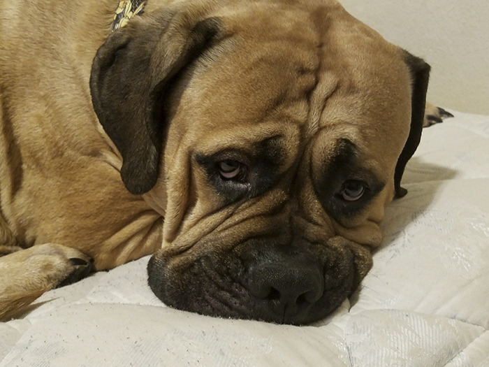 service-dog-psa-lumpatronic-10