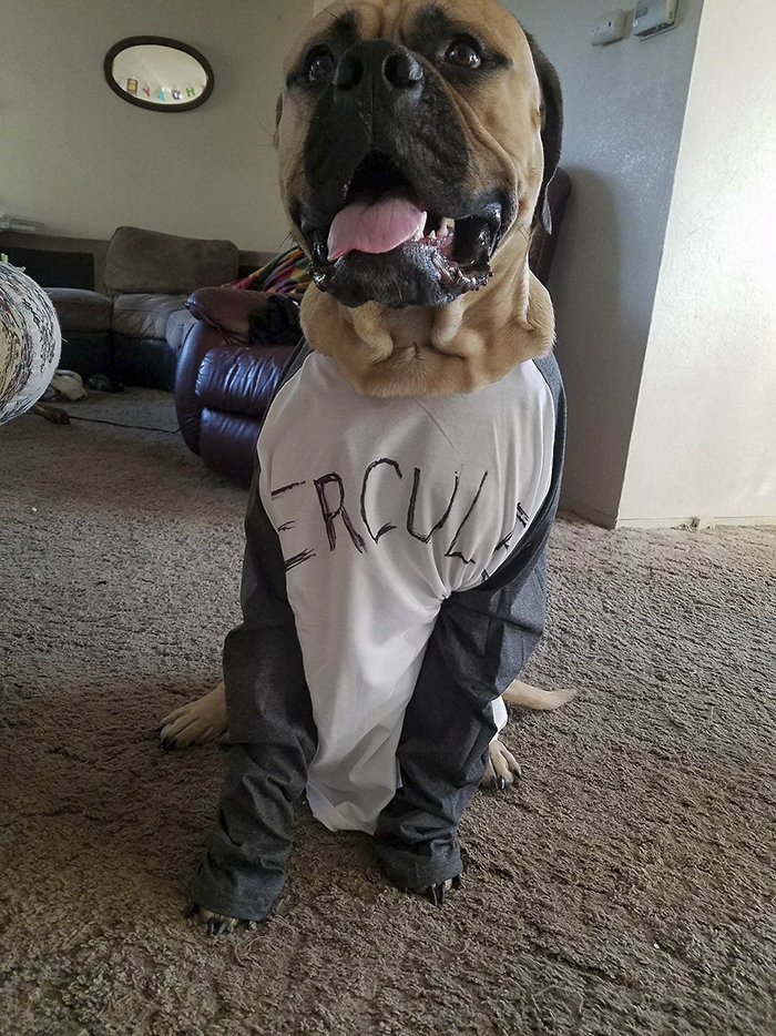 service-dog-psa-lumpatronic-14