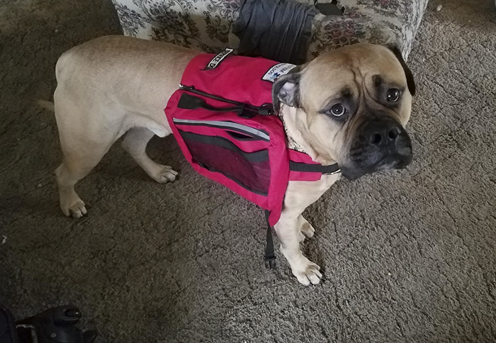 service-dog-psa-lumpatronic-15