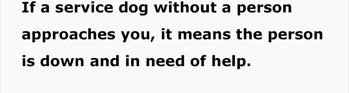 service-dog-psa-lumpatronic-5