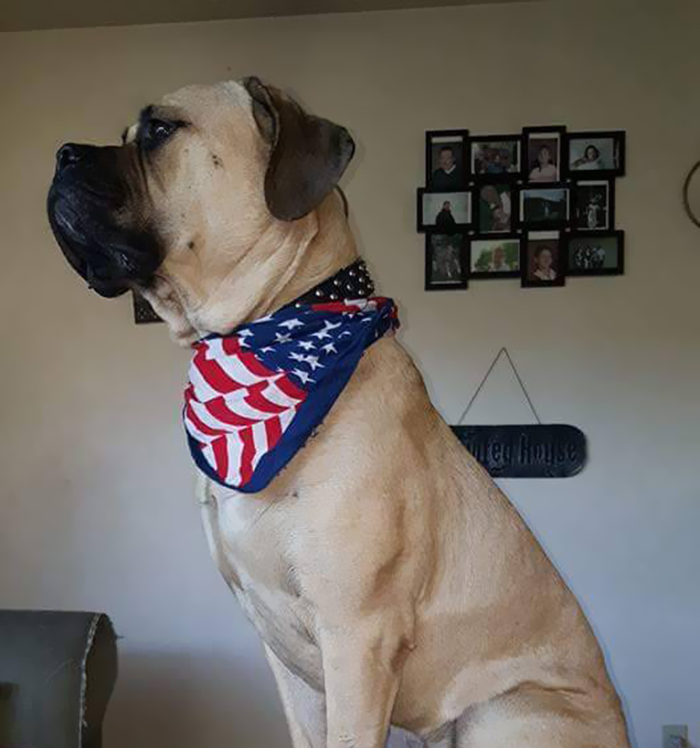 service-dog-psa-lumpatronics-26