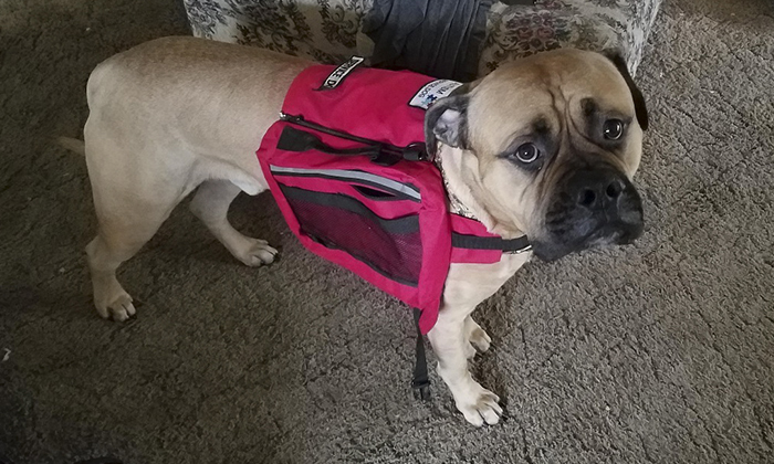 Here’s What You Should Do If A Service Dog Approaches You Without Its Owner