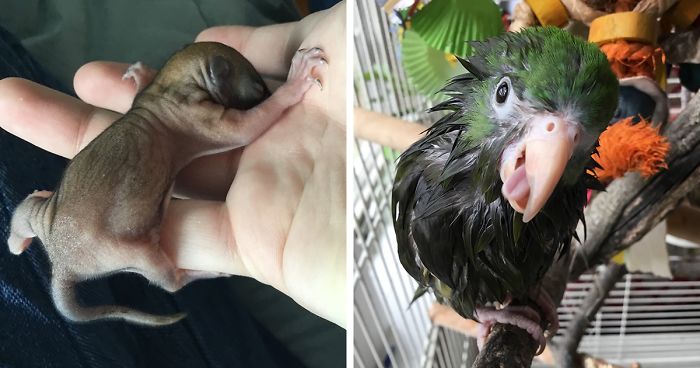 I Run A Small Animal Rescue: This Is What I See Every Day