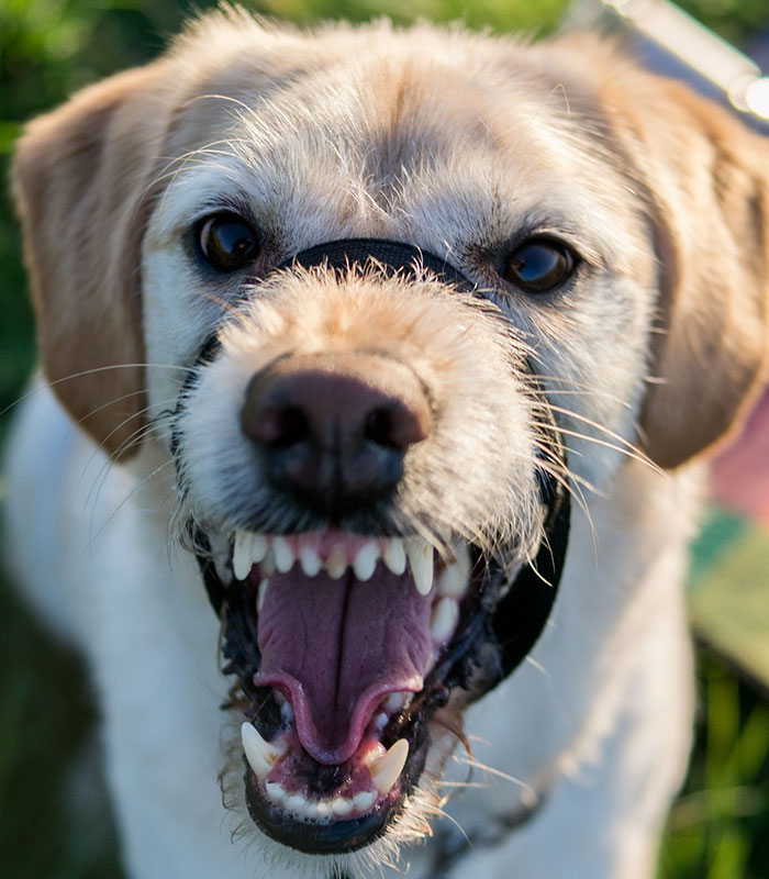 Food Market Dog: The Dog That Bit His Owner's Face