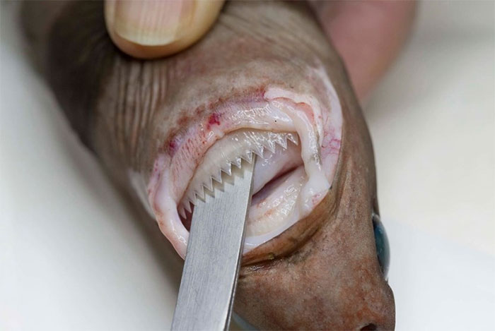 Deep ocean creature with sharp, jagged teeth held open for close-up view by a tool near its mouth.