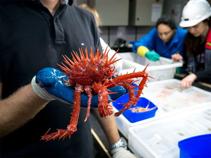 Scientist holding a spiky deep ocean creature found 16,000 ft underwater during marine research expedition.