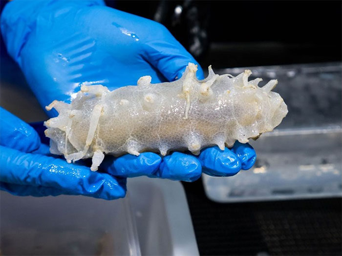 Deep ocean creature held by gloved hands, showing unique texture and features from 16,000 ft deep ocean exploration.