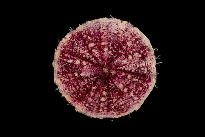 Deep ocean creature with spiny texture and red color found by scientists at 16,000 feet in terrifying ocean depths.